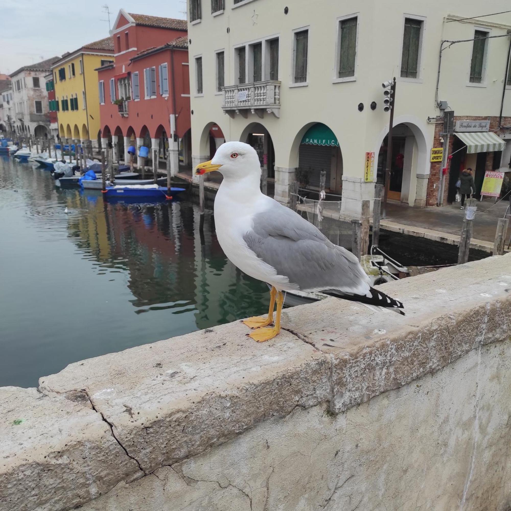 Ca' Dell'Angelo Bed & Breakfast Chioggia Exterior photo